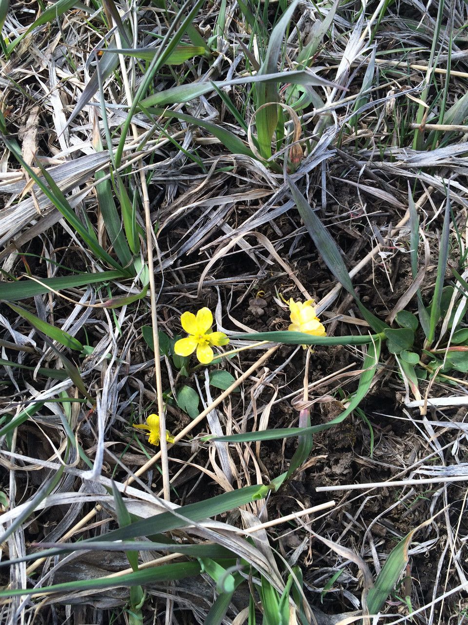 Ranunculus digitatus habit
