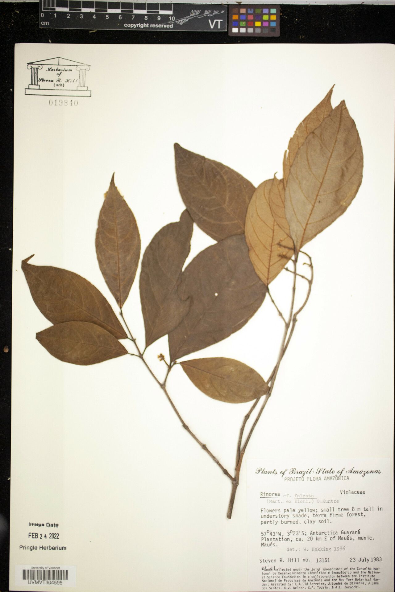 Rinorea falcata — houseplant care guide