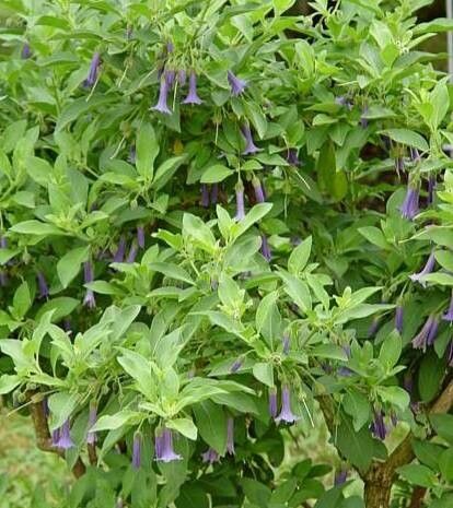 Iochroma warscewiczii habit