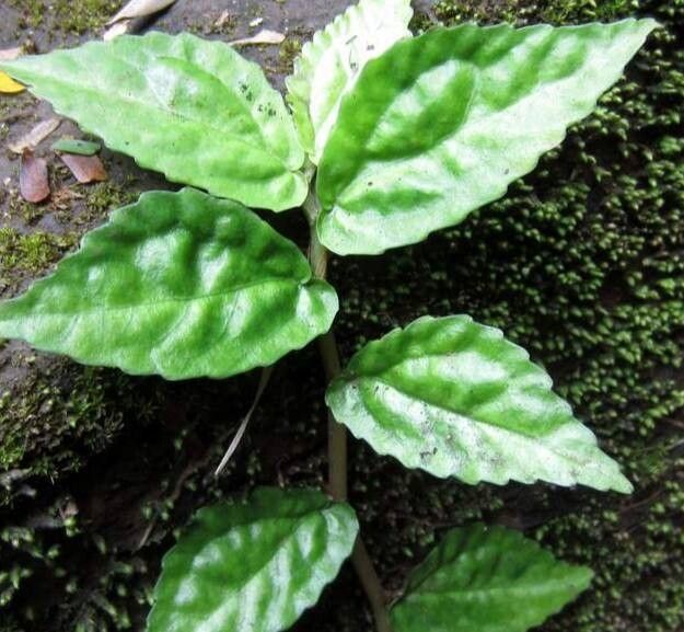 Pilea pittieri — search result for 'Pilea'