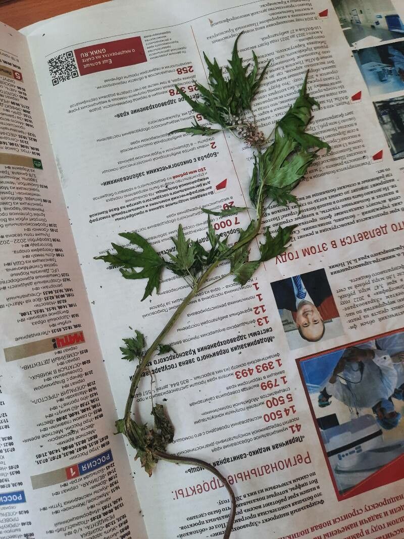 Leonurus tataricus other