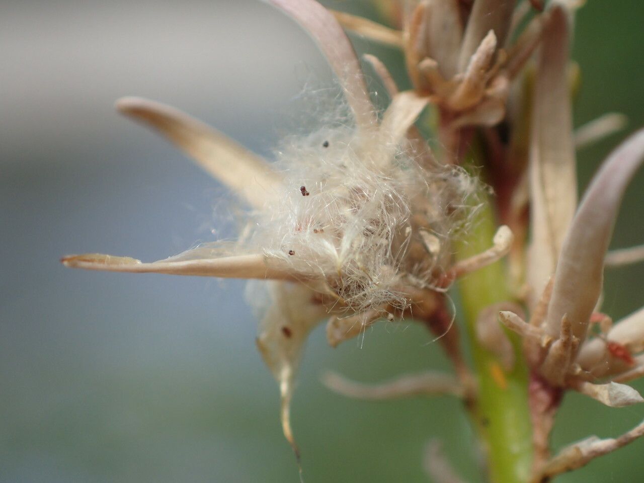 Myricaria germanica fruit