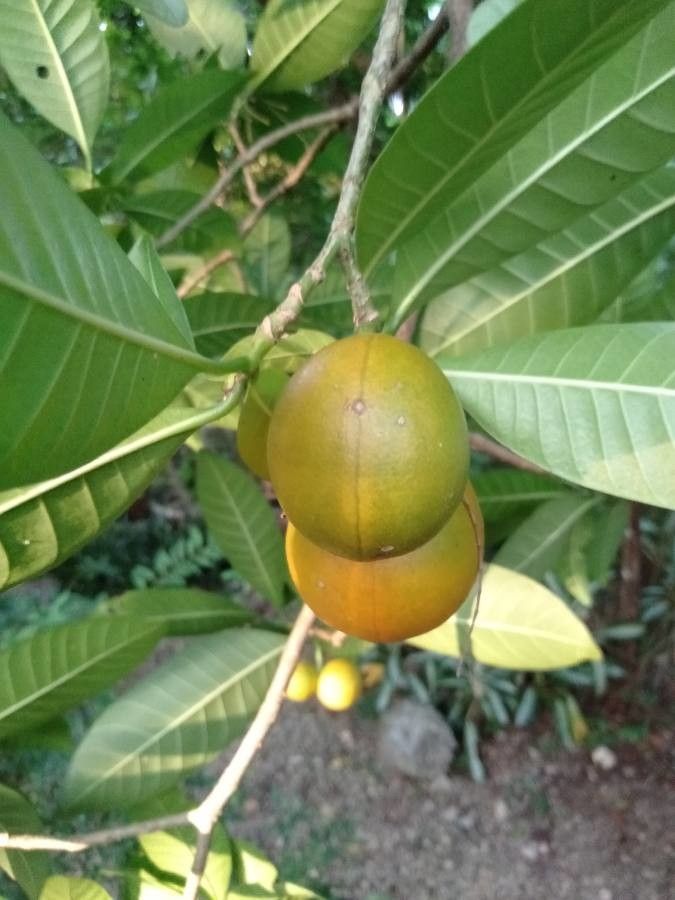 Voacanga globosa — related species from the same genus