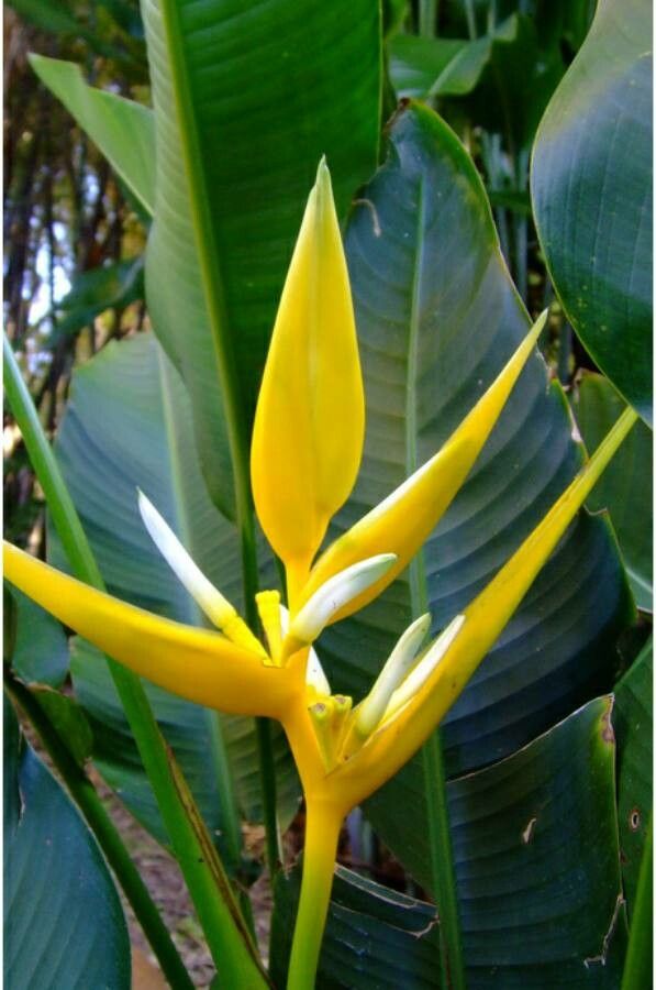 Heliconia angusta flower