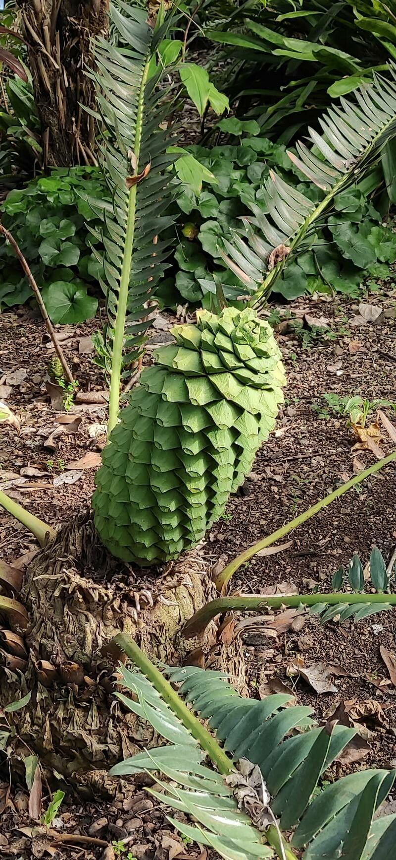 Encephalartos manikensis fruit