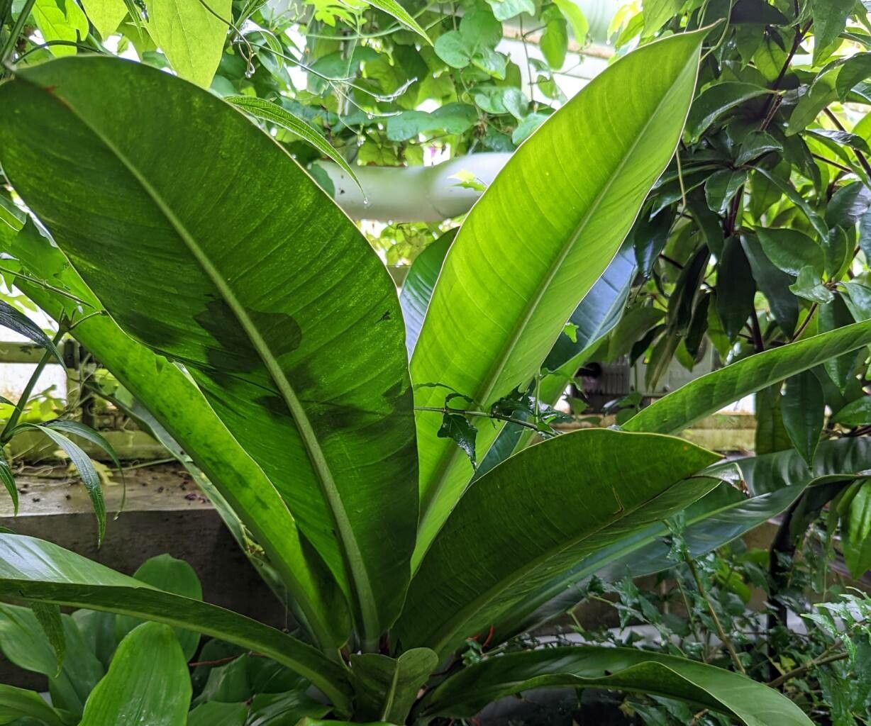 Philodendron insigne leaf