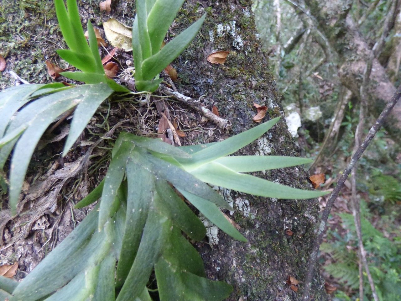 Oberonia disticha — search result for 'Tropical West Africa'