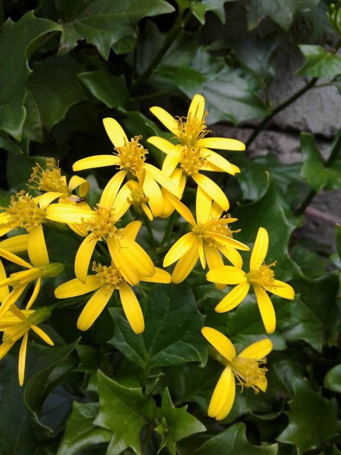 Senecio tamoides flower
