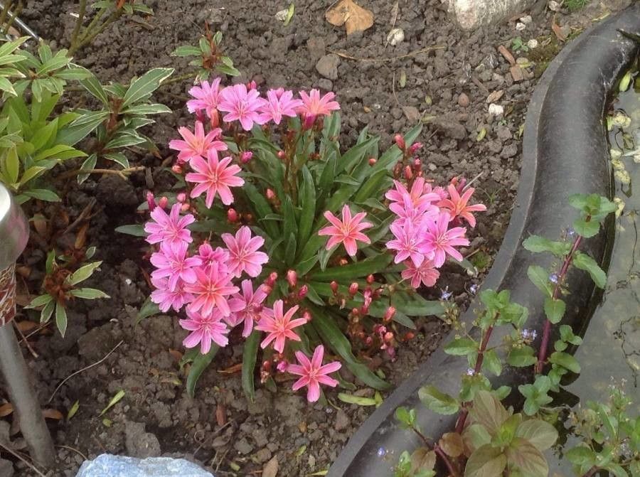 Lewisia congdonii flower
