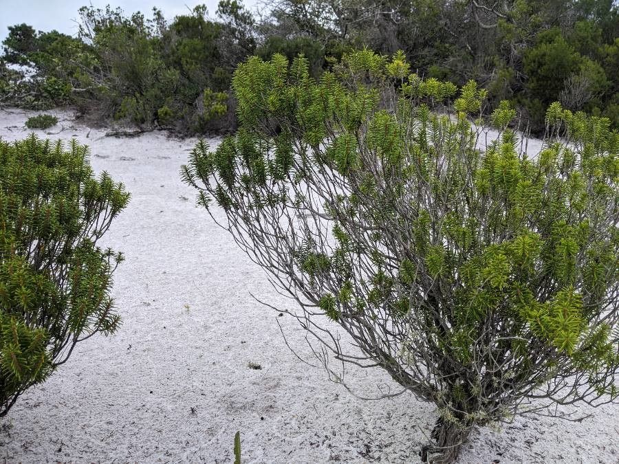 Ceratiola ericoides — search result for 'Alabama'