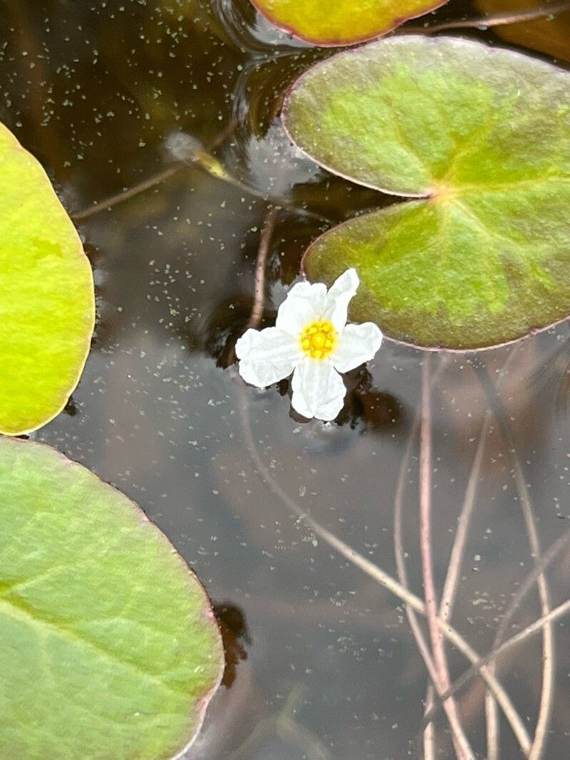 Nymphoides cordata flower