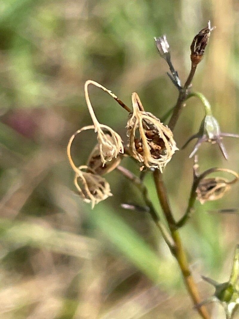 Campanula rotundifolia fruit