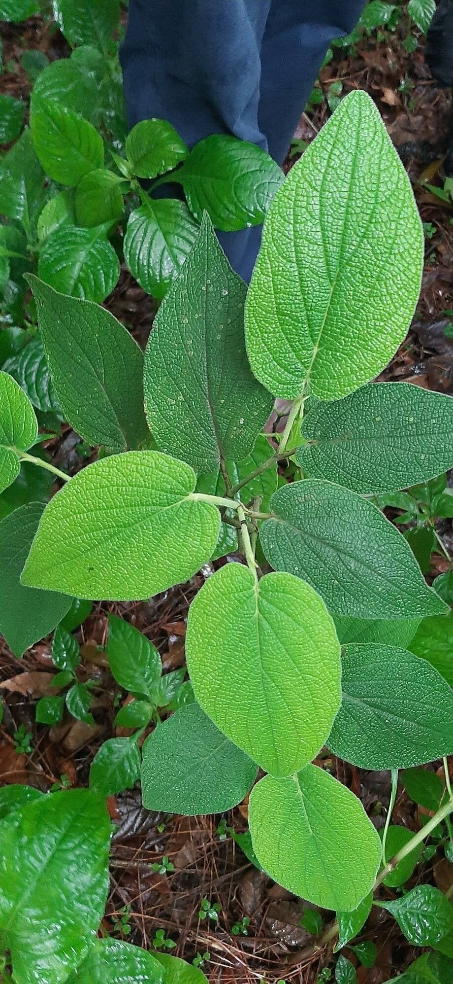 Piper bredemeyeri — houseplant care guide