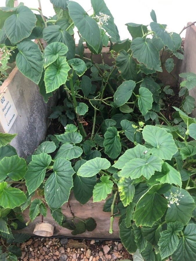 Begonia sylvatica habit