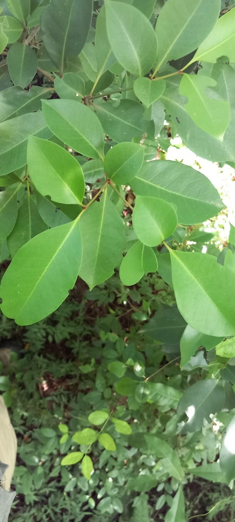 Eugenia ligustrina — search result for 'Eugenia'