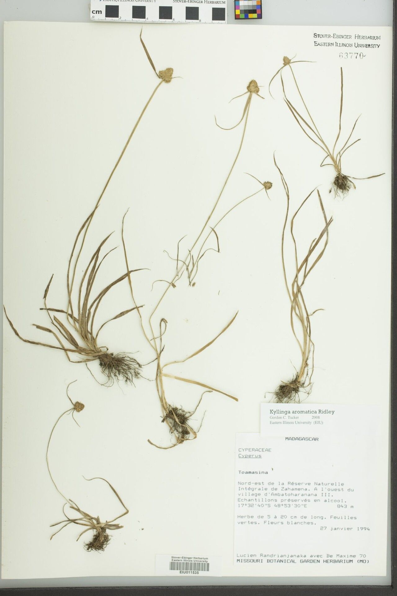 Cyperus luteostramineus — houseplant care guide