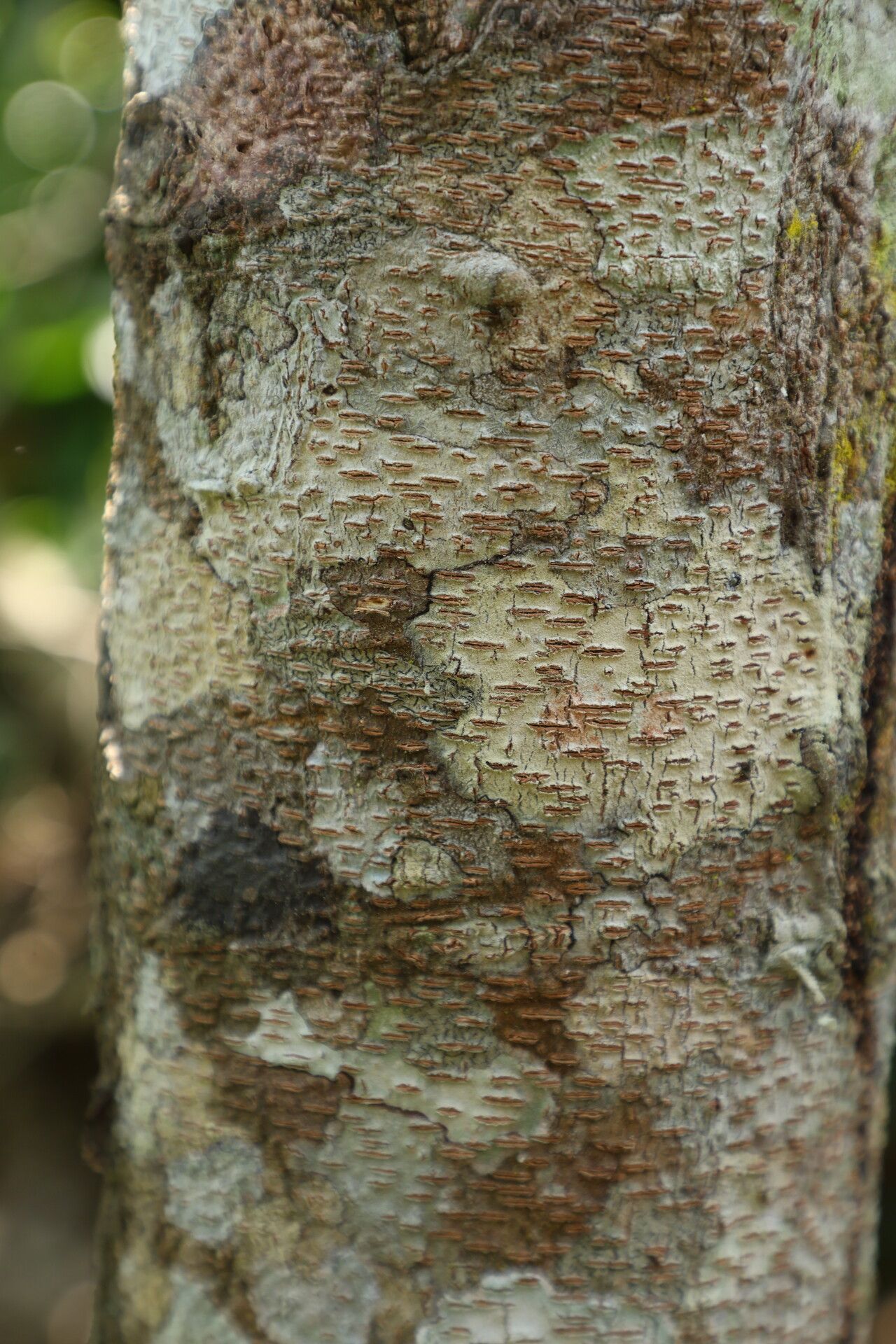 Baphia pubescens bark