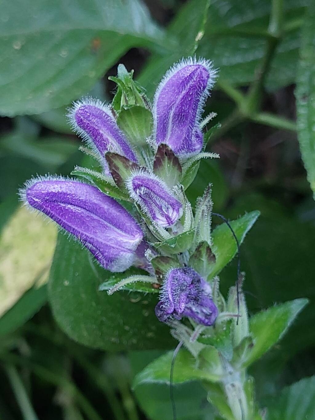 Brillantaisia madagascariensis flower