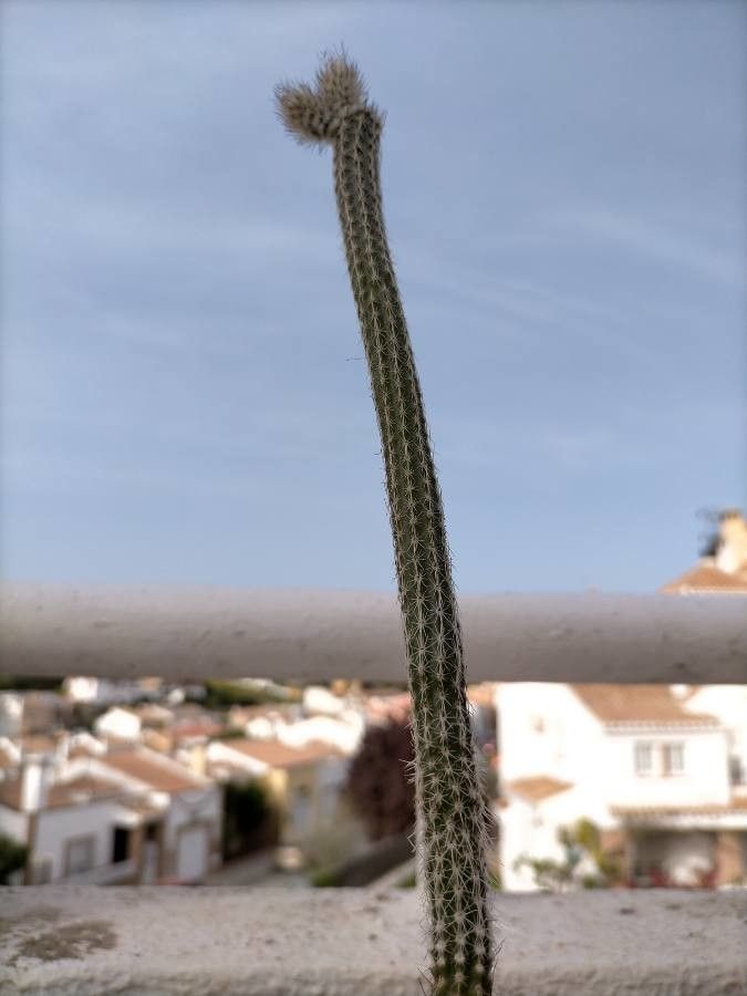 Echinocereus poselgeri — search result for 'Cactaceae'