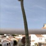 Echinocereus poselgeri