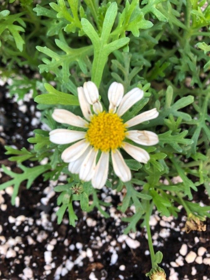 Argyranthemum coronopifolium flower