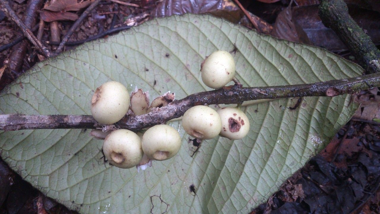 Siparuna pauciflora fruit