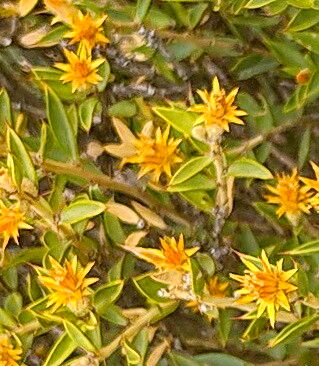 Chuquiraga avellanedae — related species from the same genus