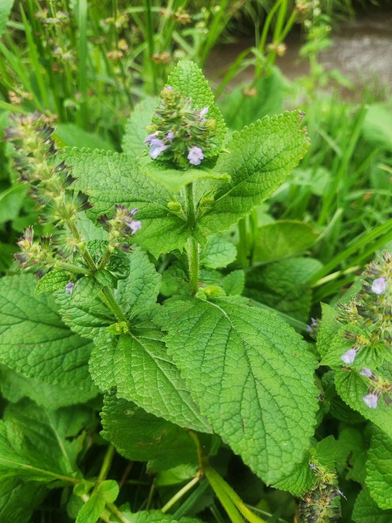 Salvia merjamie — houseplant care guide