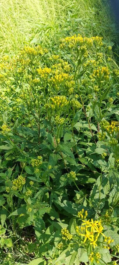 Senecio nemorensis habit