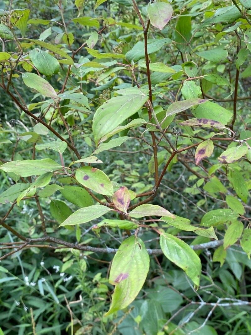 Cornus foemina