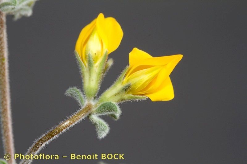 Lotus kunkelii — search result for 'Lotus'