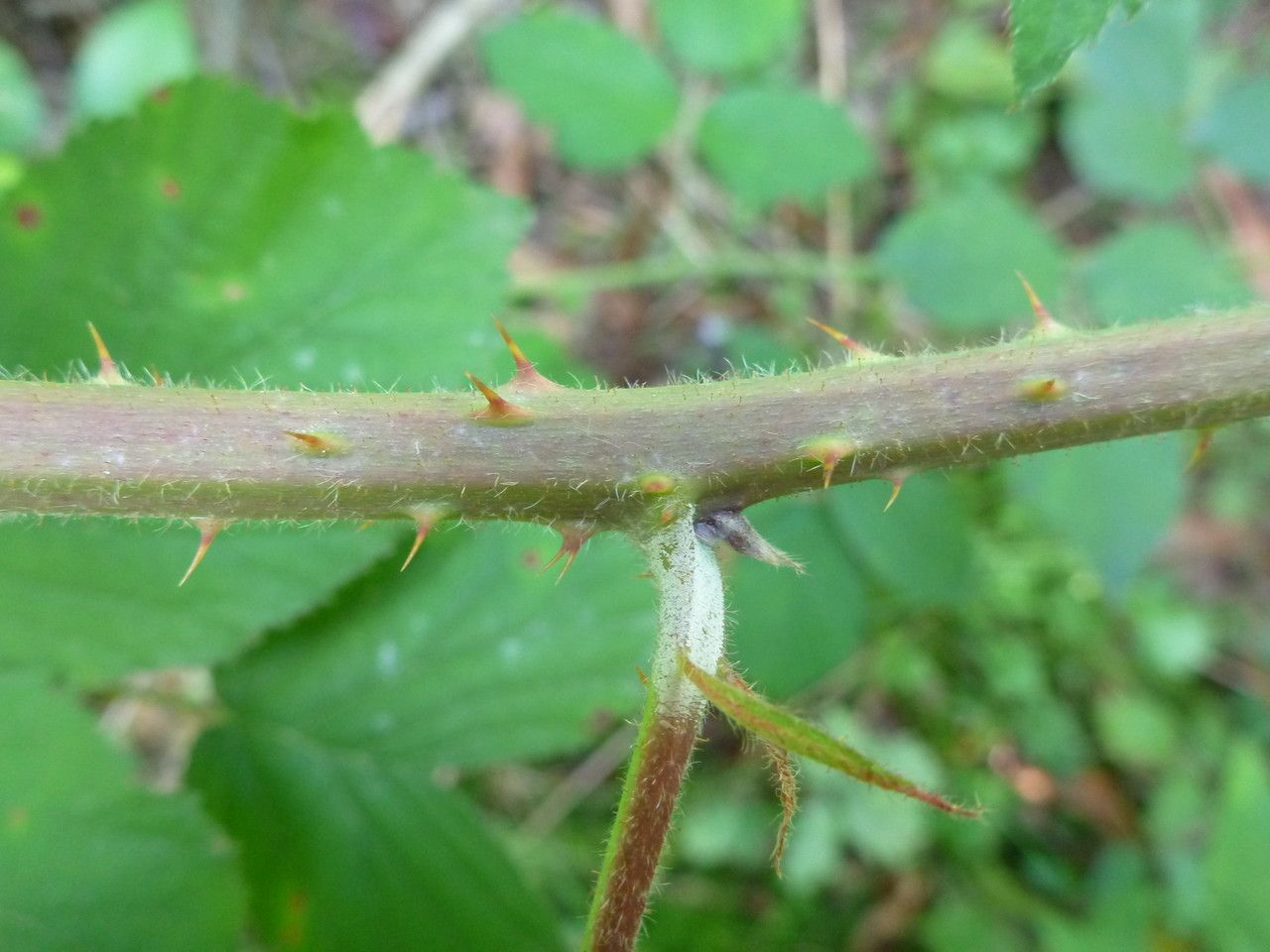 Rubus macrostachys bark