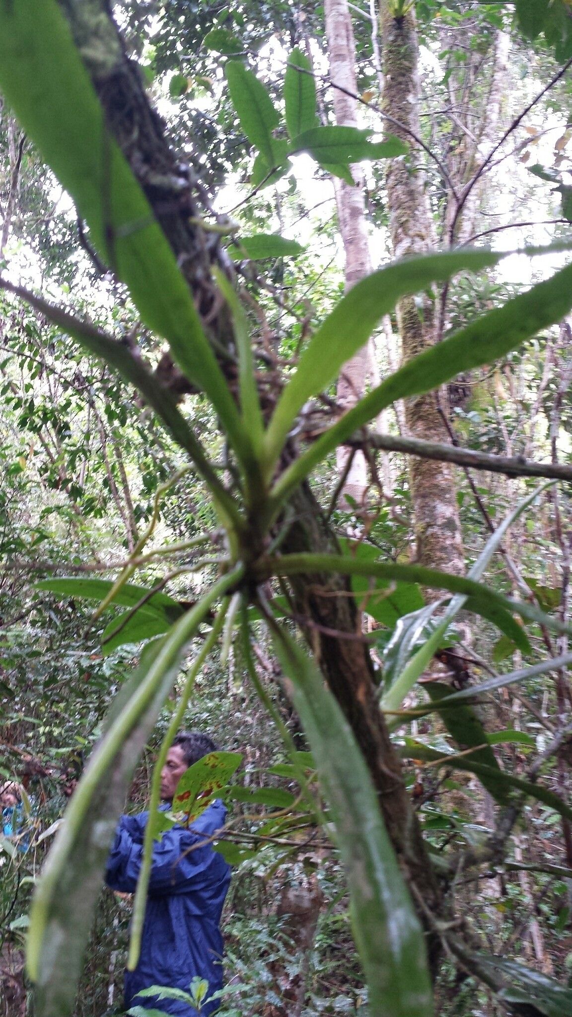 Aeranthes caudata — houseplant care guide