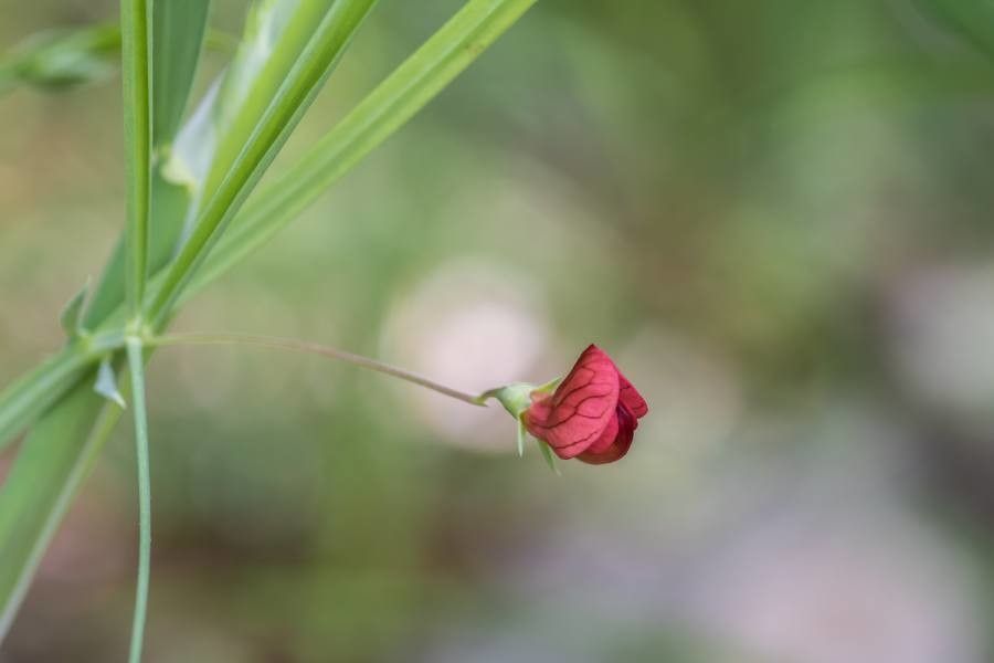 Lathyrus setifolius flower