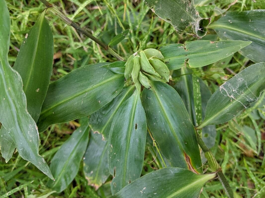Commelina virginica fruit