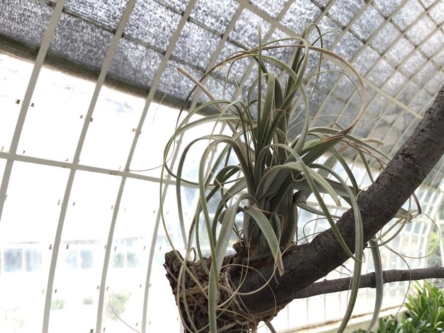 Tillandsia schiedeana leaf
