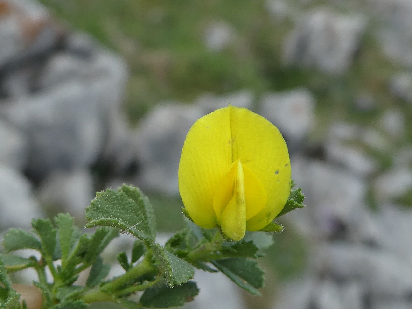 Ononis striata flower