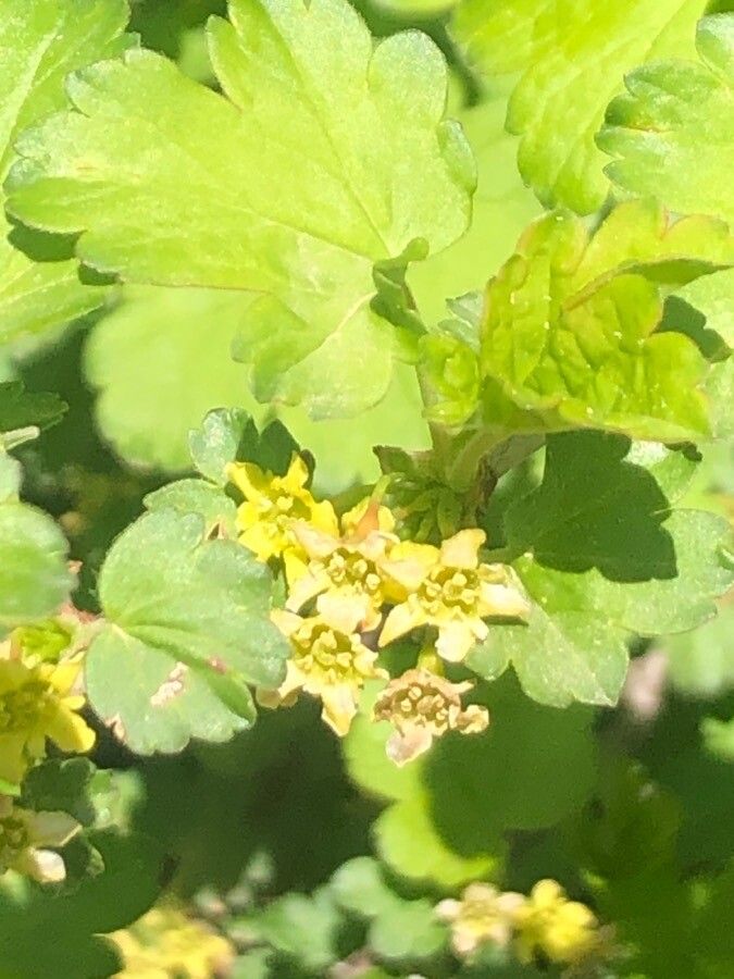 Ribes fasciculatum flower
