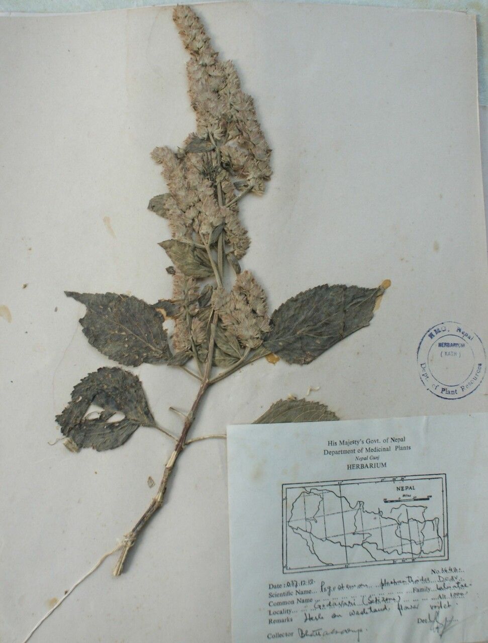 Pogostemon plectranthoides other