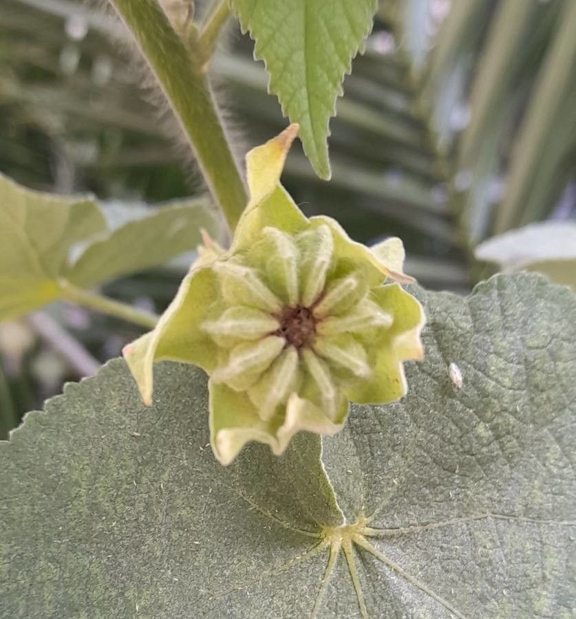 Abutilon pauciflorum fruit