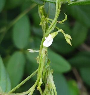 Teramnus labialis flower
