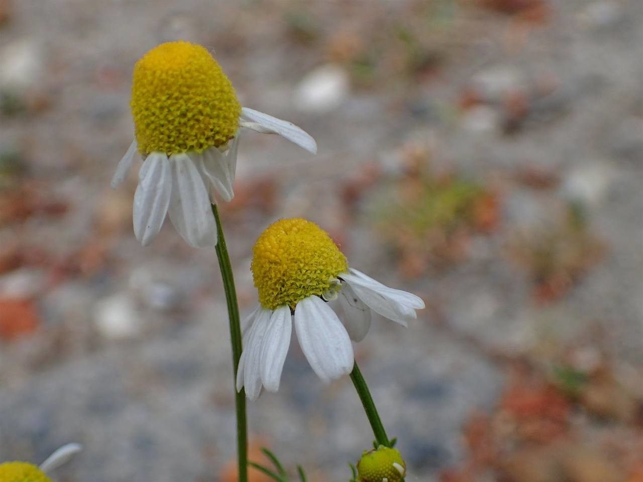 Matricaria chamomilla flower