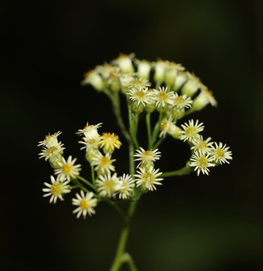 Psiadia decaryi — houseplant care guide