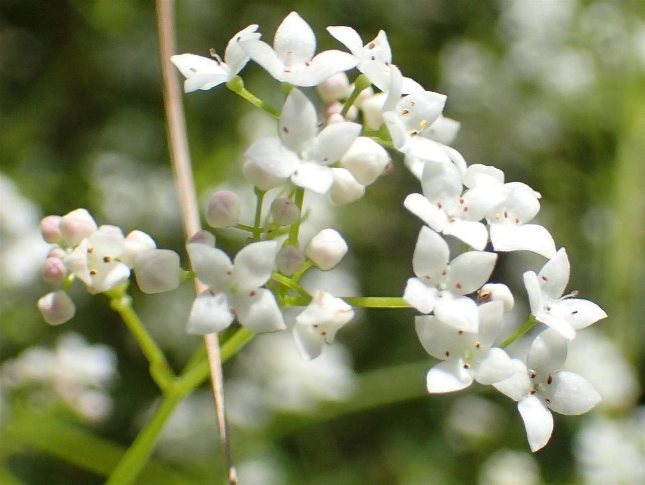 Galium elongatum flower