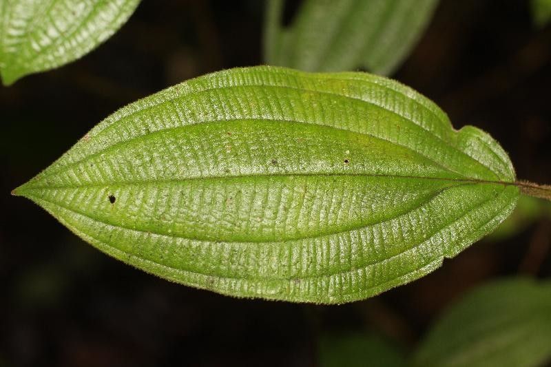 Miconia ceramicarpa — houseplant care guide