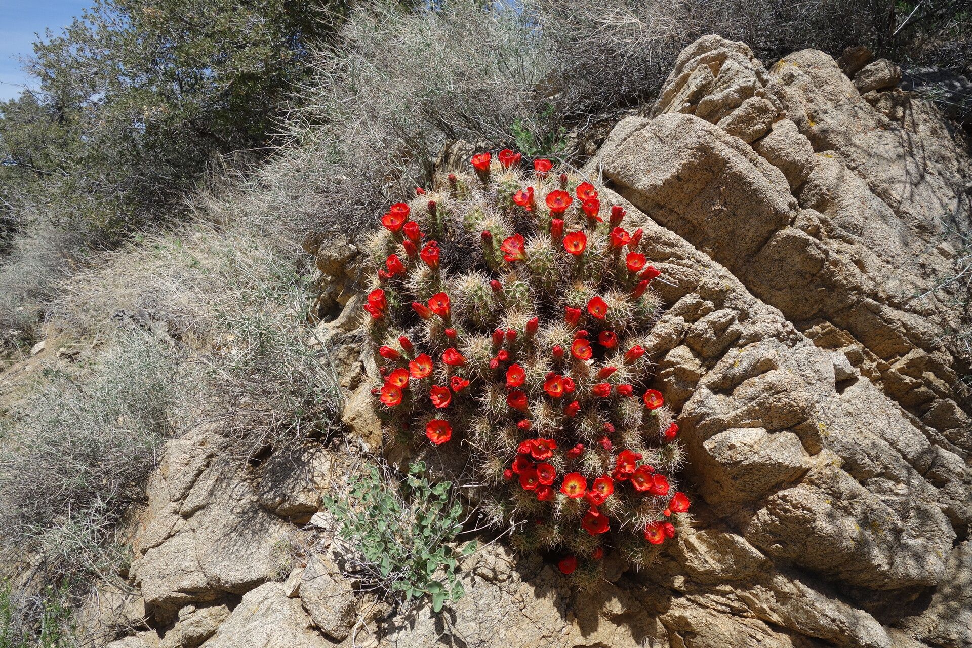 Echinocereus mojavensis — search result for 'Echinocereus'