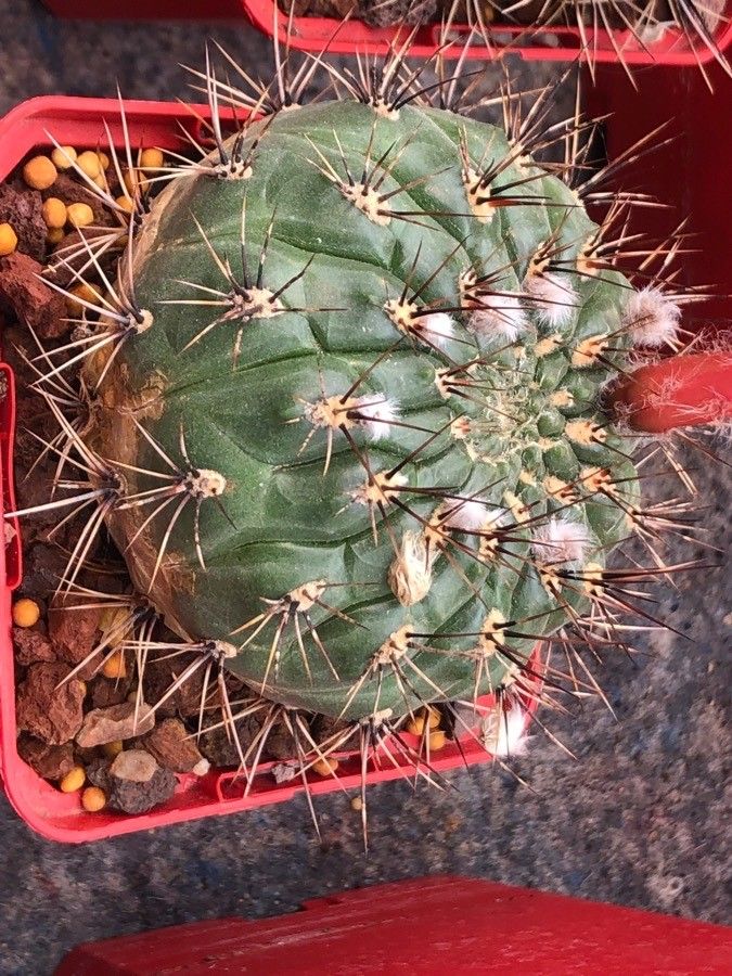 Matucana ritteri leaf