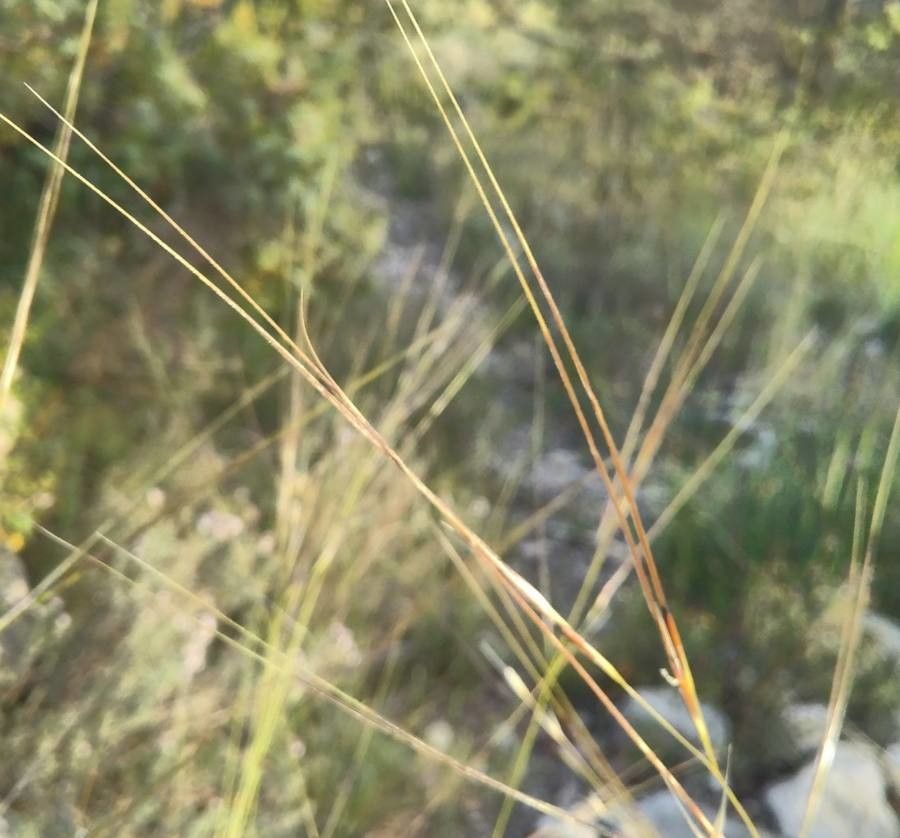 Stipa offneri fruit