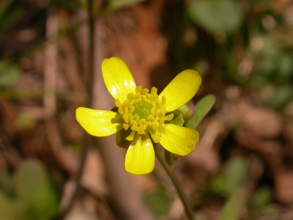 Ranunculus harveyi flower