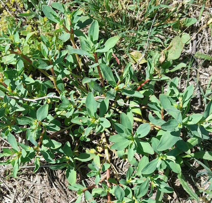 Euphorbia portulacoides habit